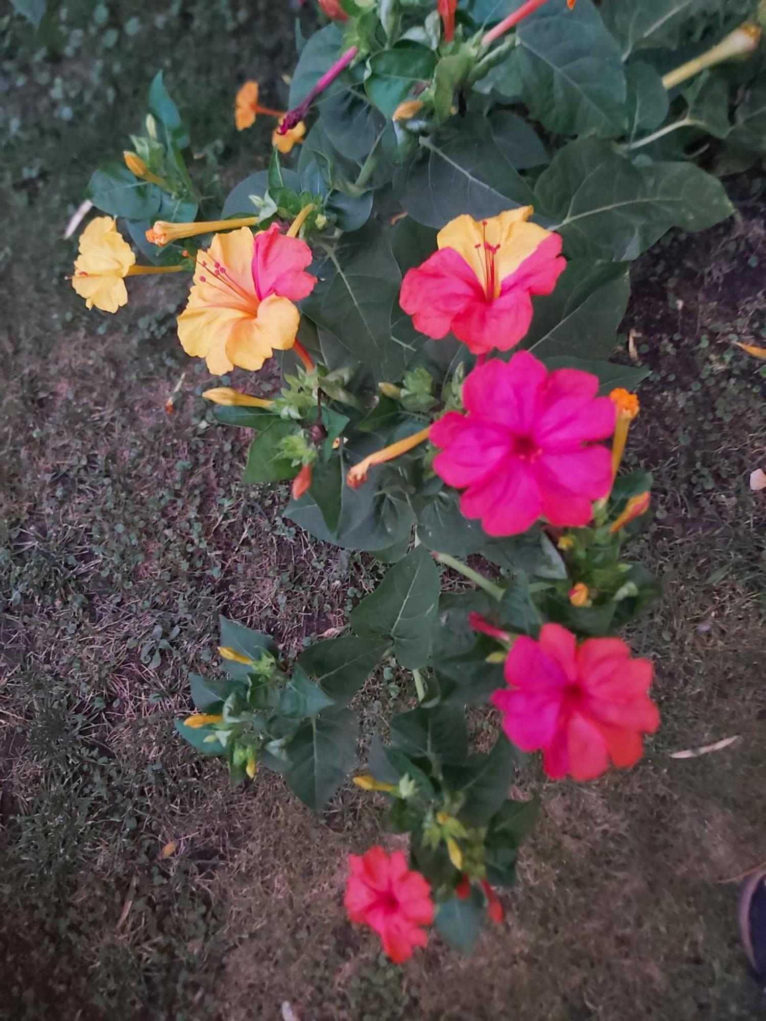 Il Rosale A Celle Ligure Bed & Breakfast エクステリア 写真